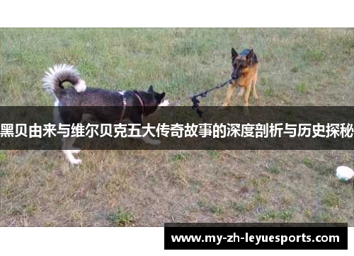 黑贝由来与维尔贝克五大传奇故事的深度剖析与历史探秘